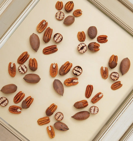 FROM THE MOUTH OF THE FARMER A CRASH COURSE ON PECAN CULTIVARS