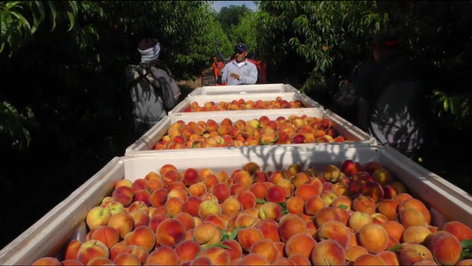 A Peach's Journey