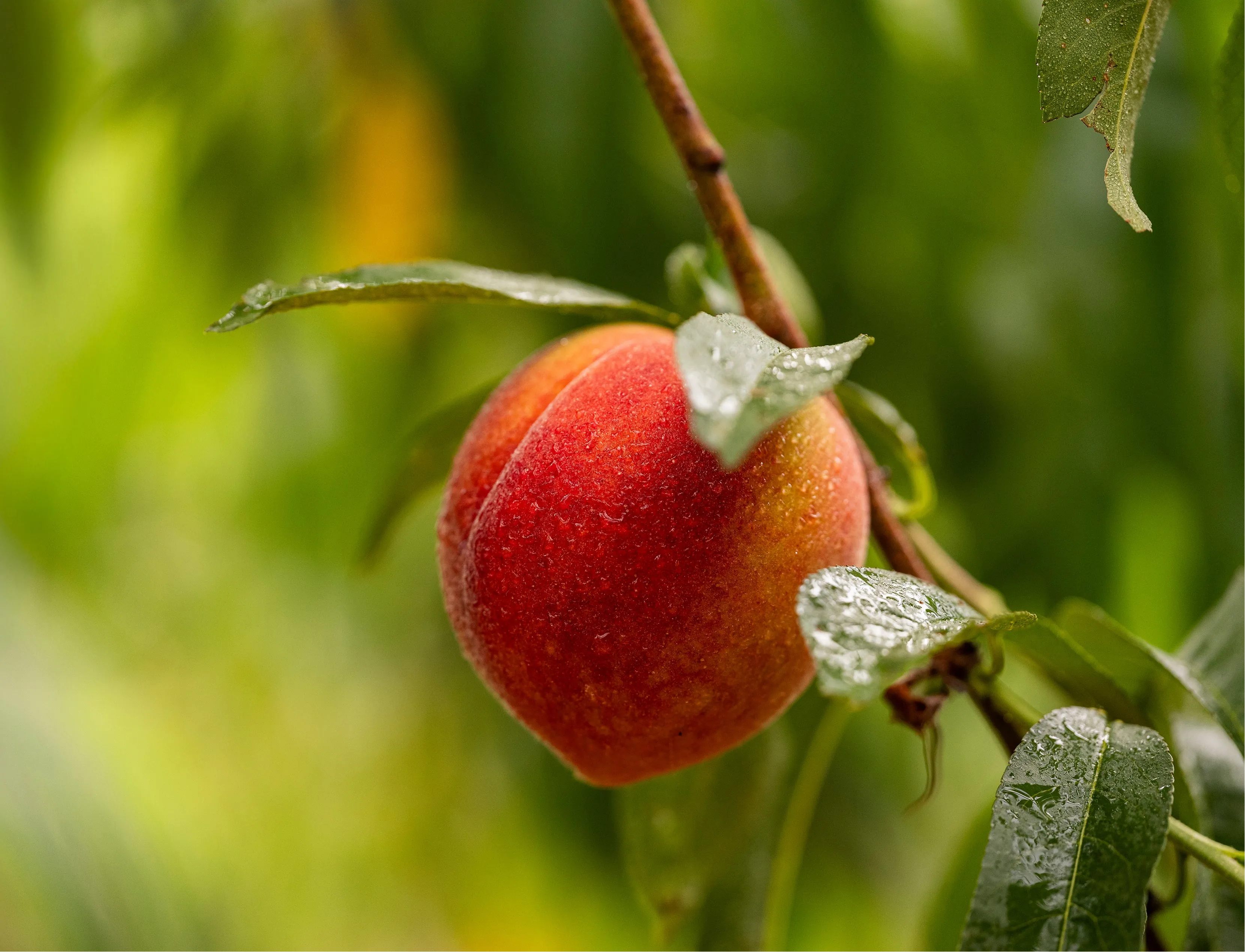 8 Week Peach Subscription