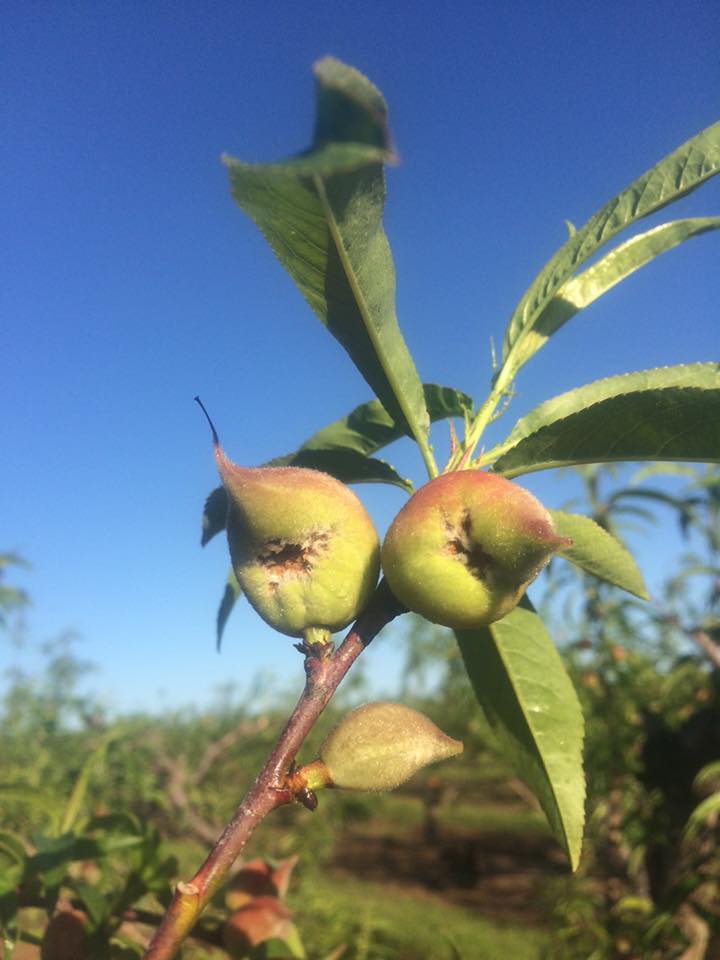 To Spray OR Not To Spray.....