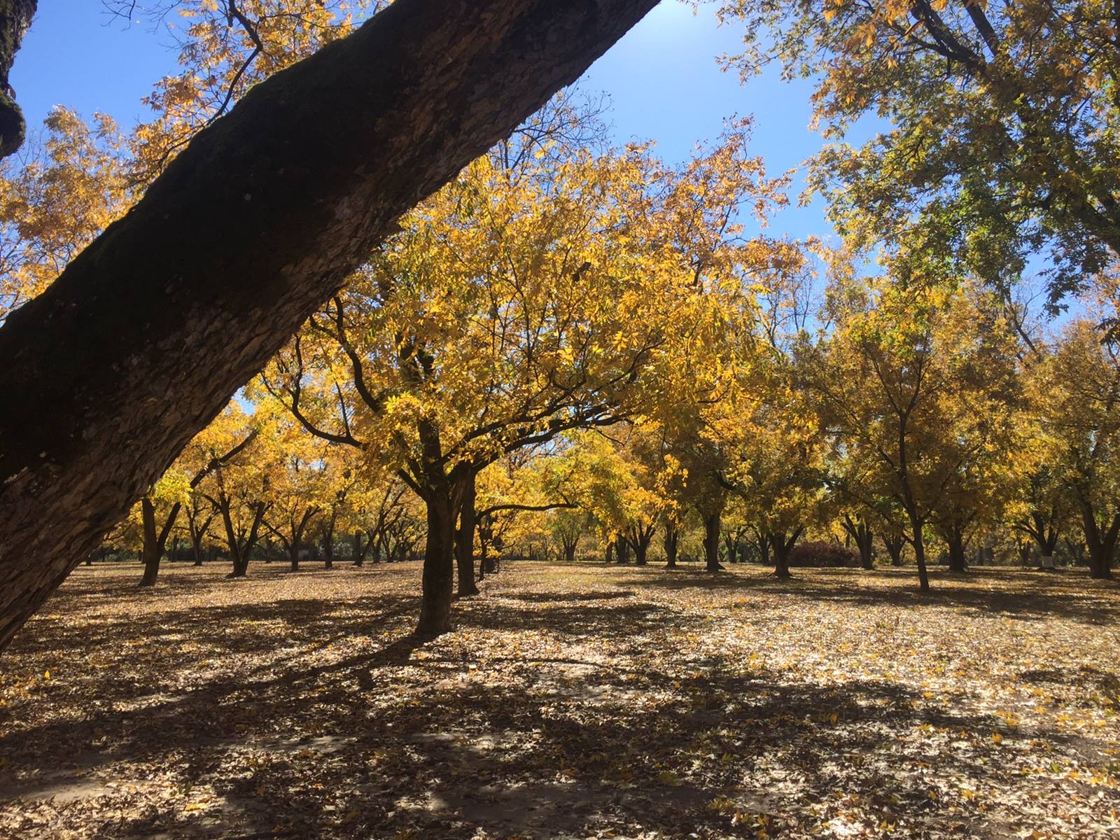 My Office: by Al Pearson