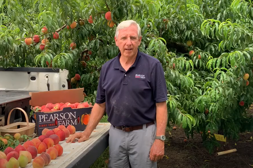 When Are Georgia Peaches in Season?