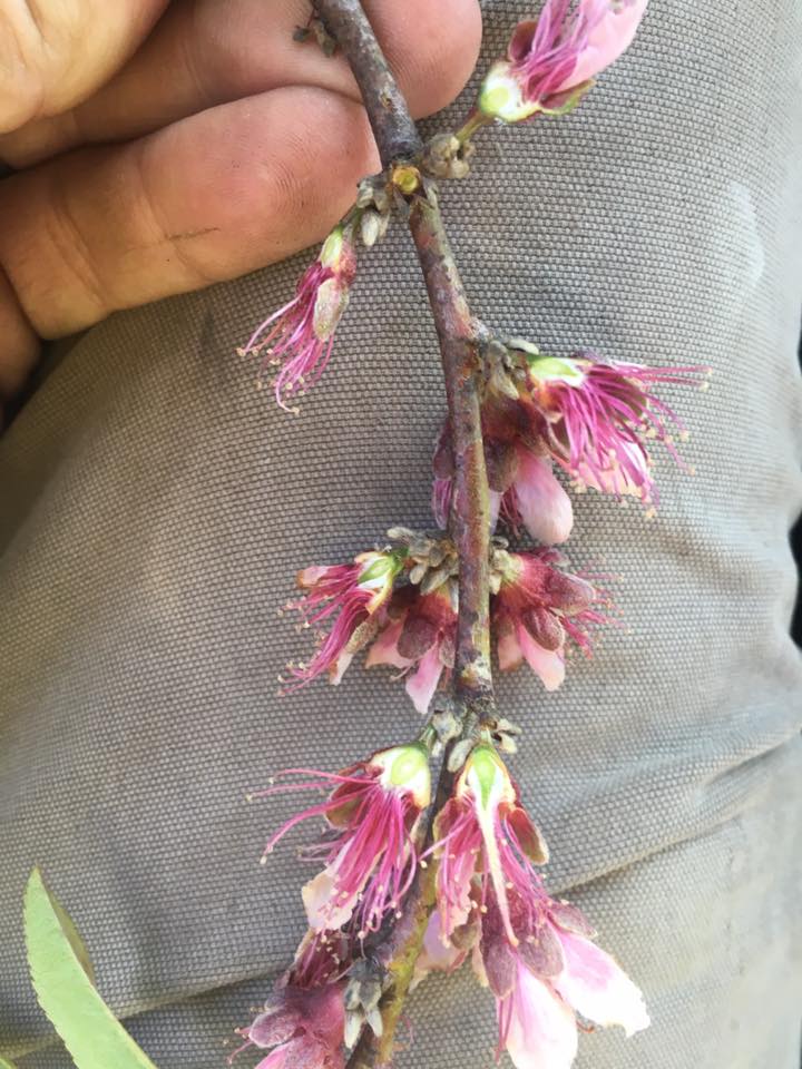 Old Men Don't Grow Peaches