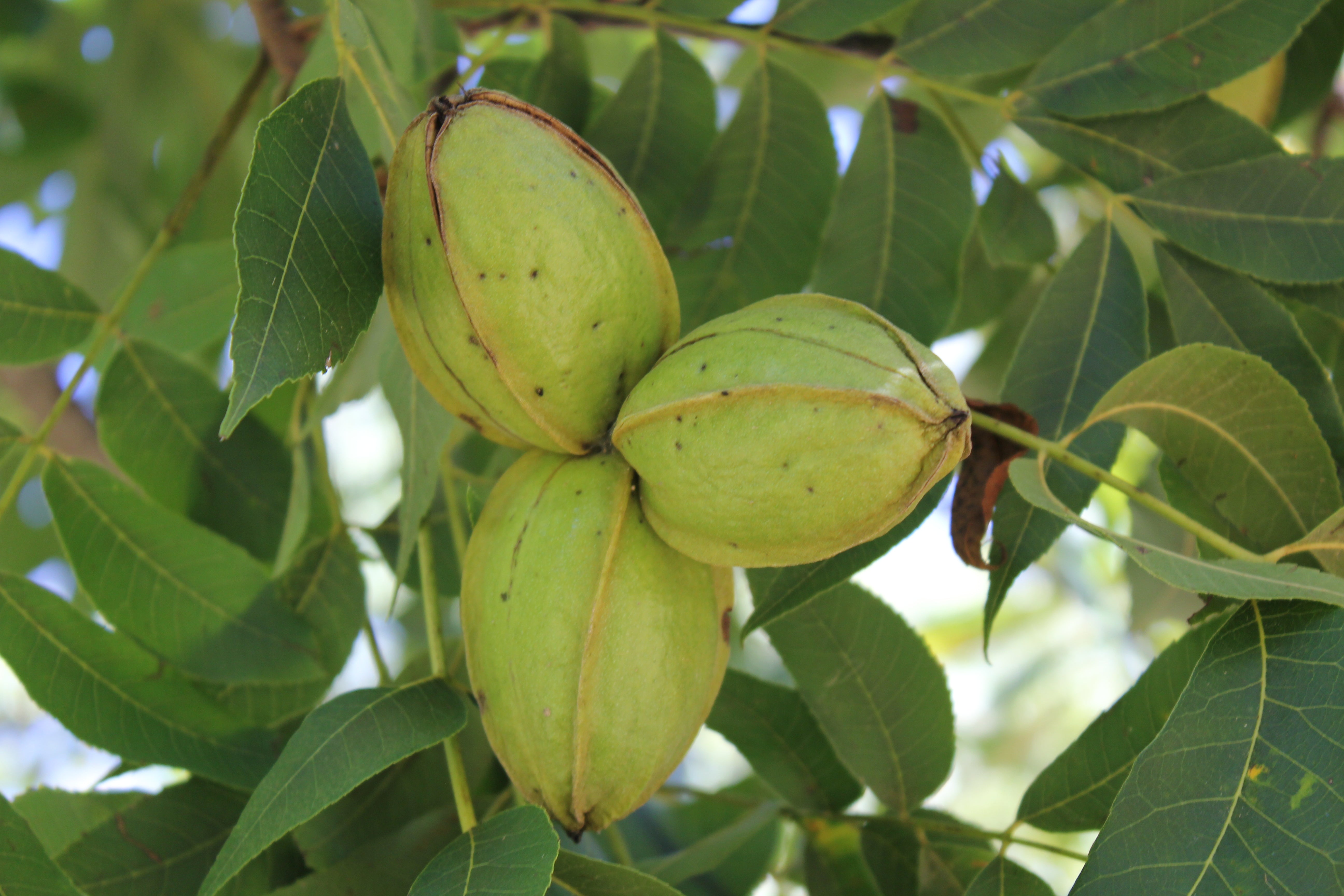 History of the Pecan and Georgia Pecans