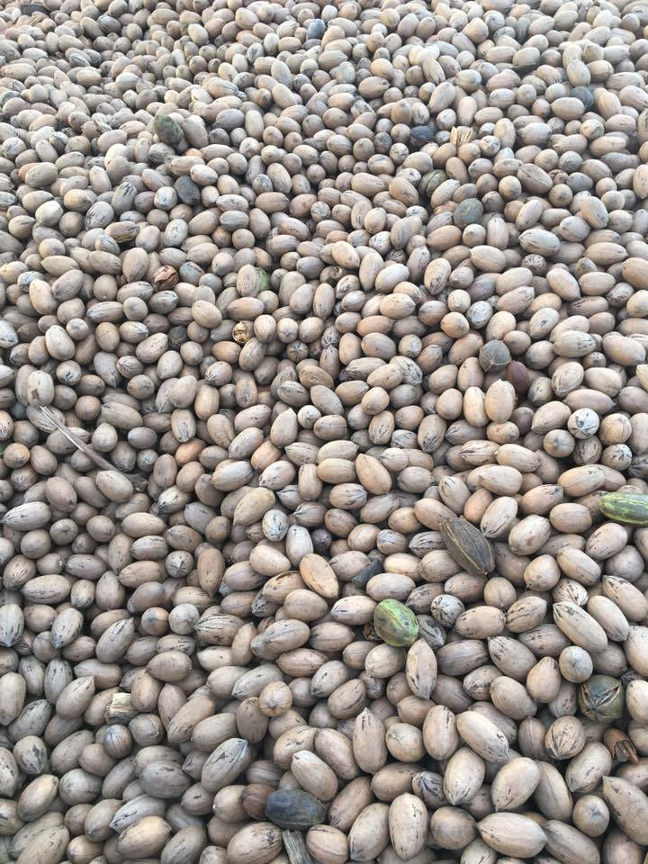 The Cleaning Plant is Thankful