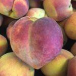 People, Preserves, Progress and Peaches