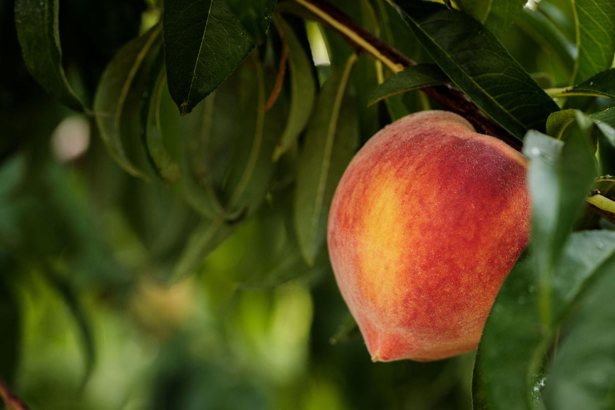 Pearson Farm peaches in a bowl on a table