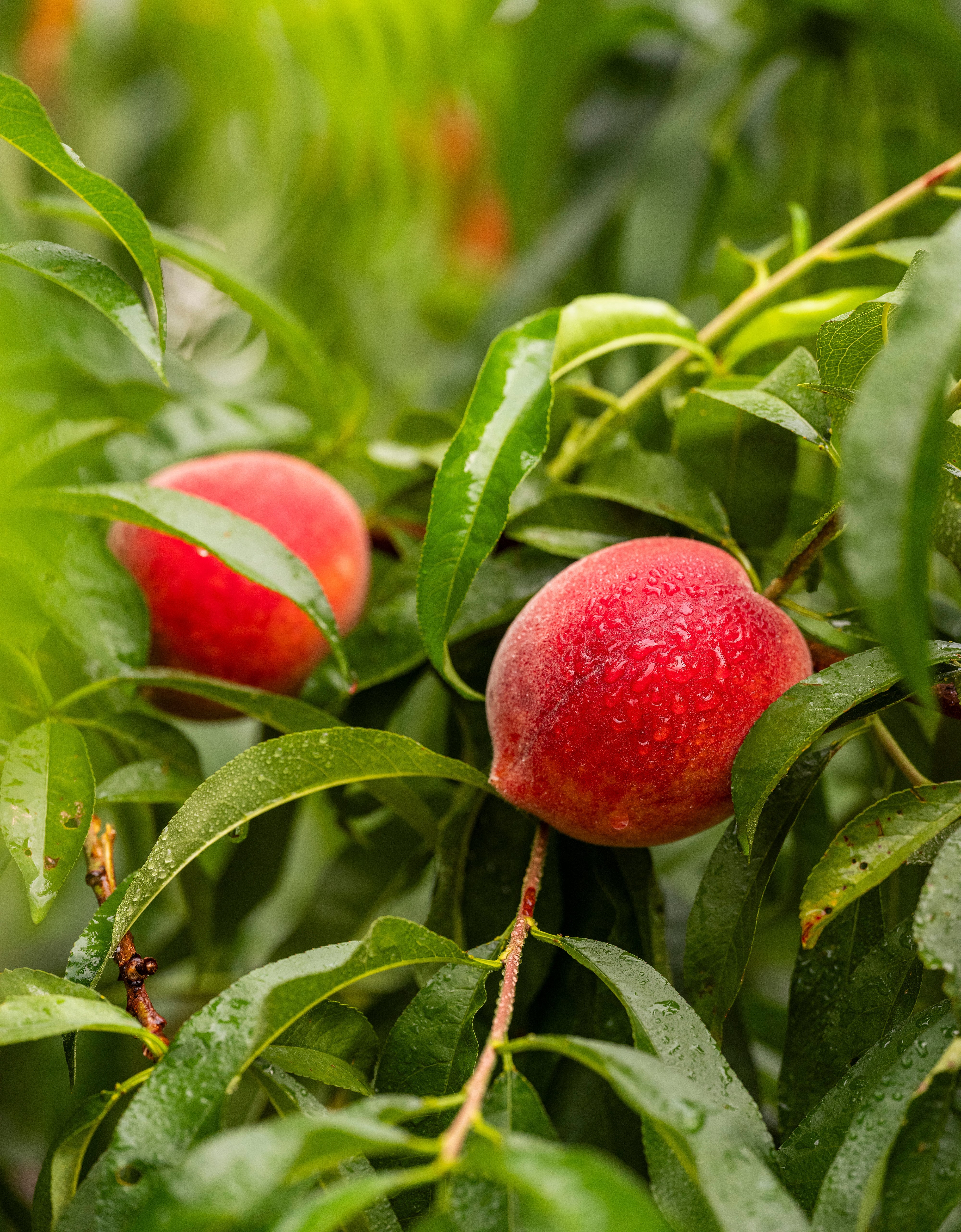 Pearson Farm peaches in a bowl on a table