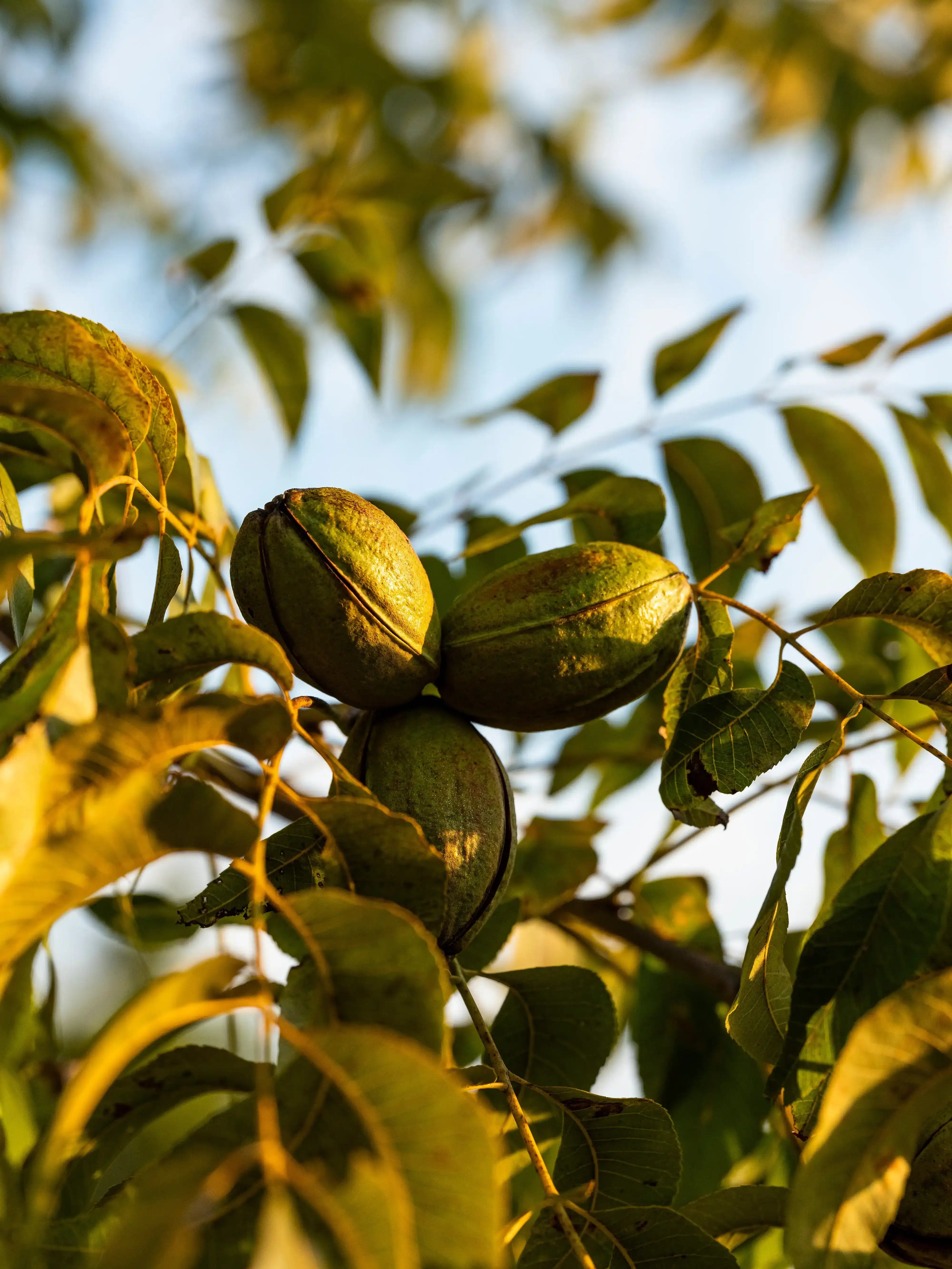 Buy Pearson Farm Pecans