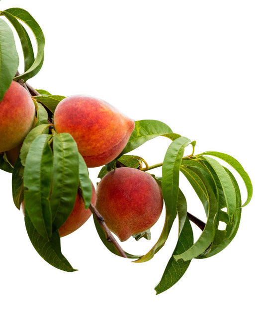 Peaches Pearson Farm