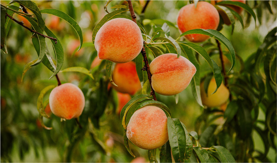 Peaches, Cake & Preserves Pearson Farm