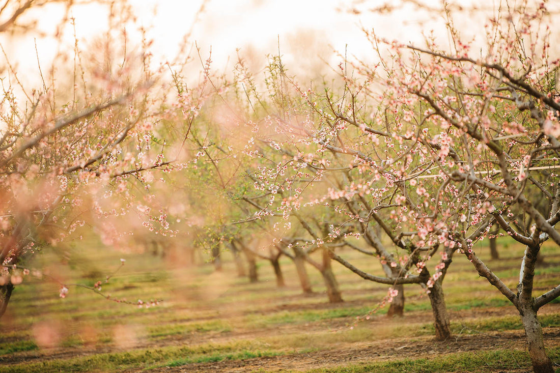 Fresh Georgia Peaches & Pecans | Buy Online | Pearson Farm