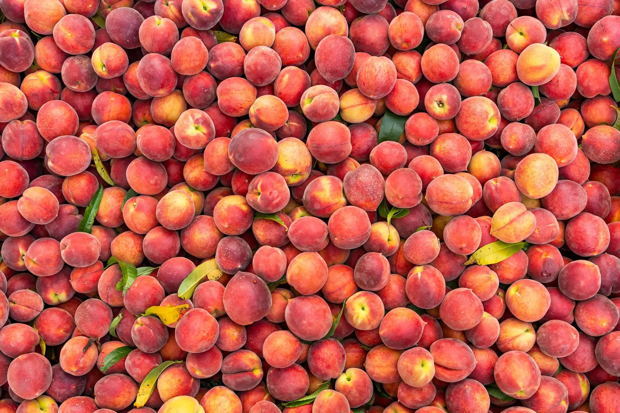 Big Pile of Peaches