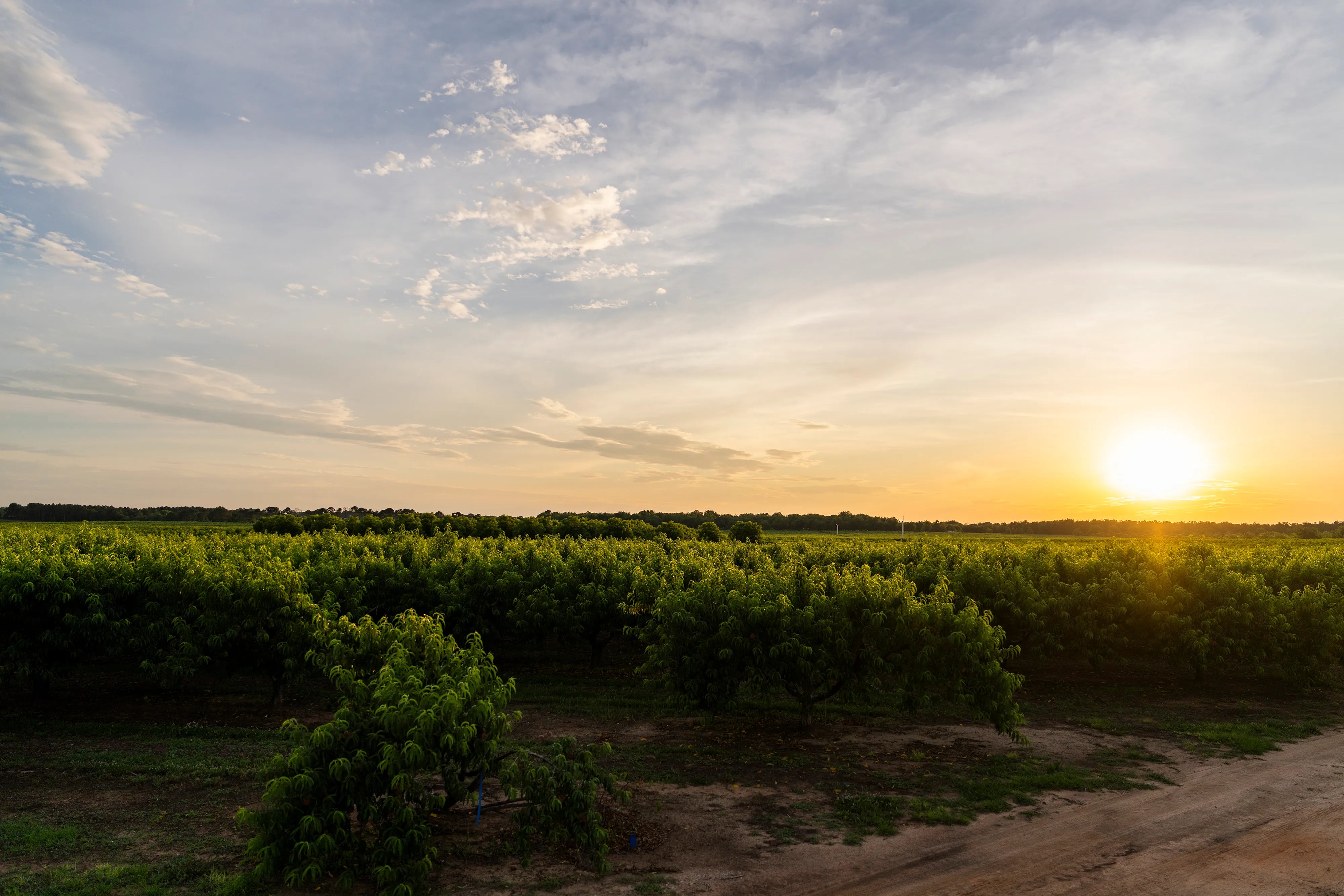 Summer sunset over a peach orchard