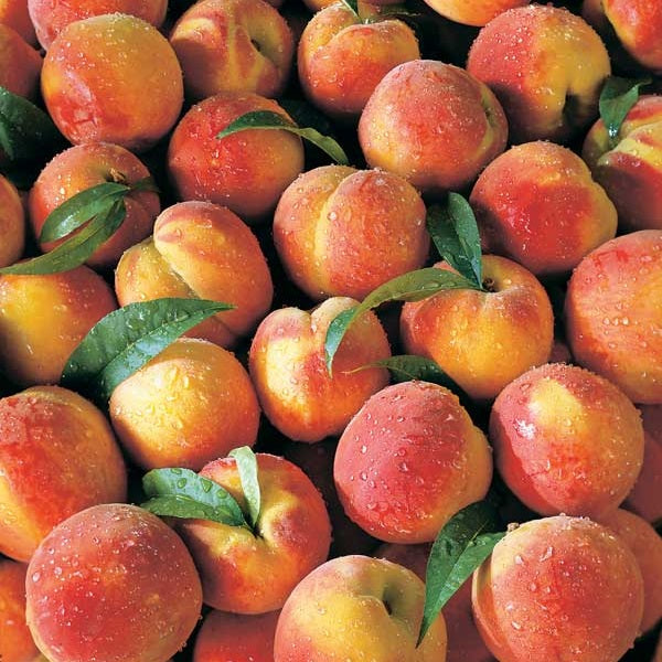 Fresh Georgia peaches